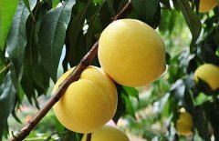 黄桃树苗种植方法