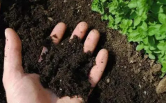 土壤所需肥料有机肥无机肥生物肥