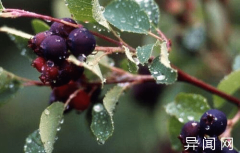 世界上25种最稀有的水果 你见过几个