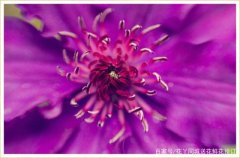 关于紫色花你了解多少  50种紫色花朵附图