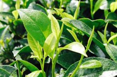 茶叶种植前景怎么样一亩茶园的成本和利