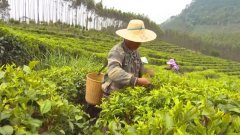 茶树香弥漫山林帮助农民挑致富之路