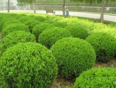 绿化苗木百科52种常见灌木以及关于他们