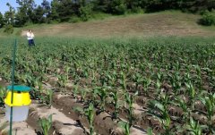 防治玉米粗缩病如何加强田间管理