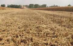 适宜小麦生长的土壤酸碱度是多少